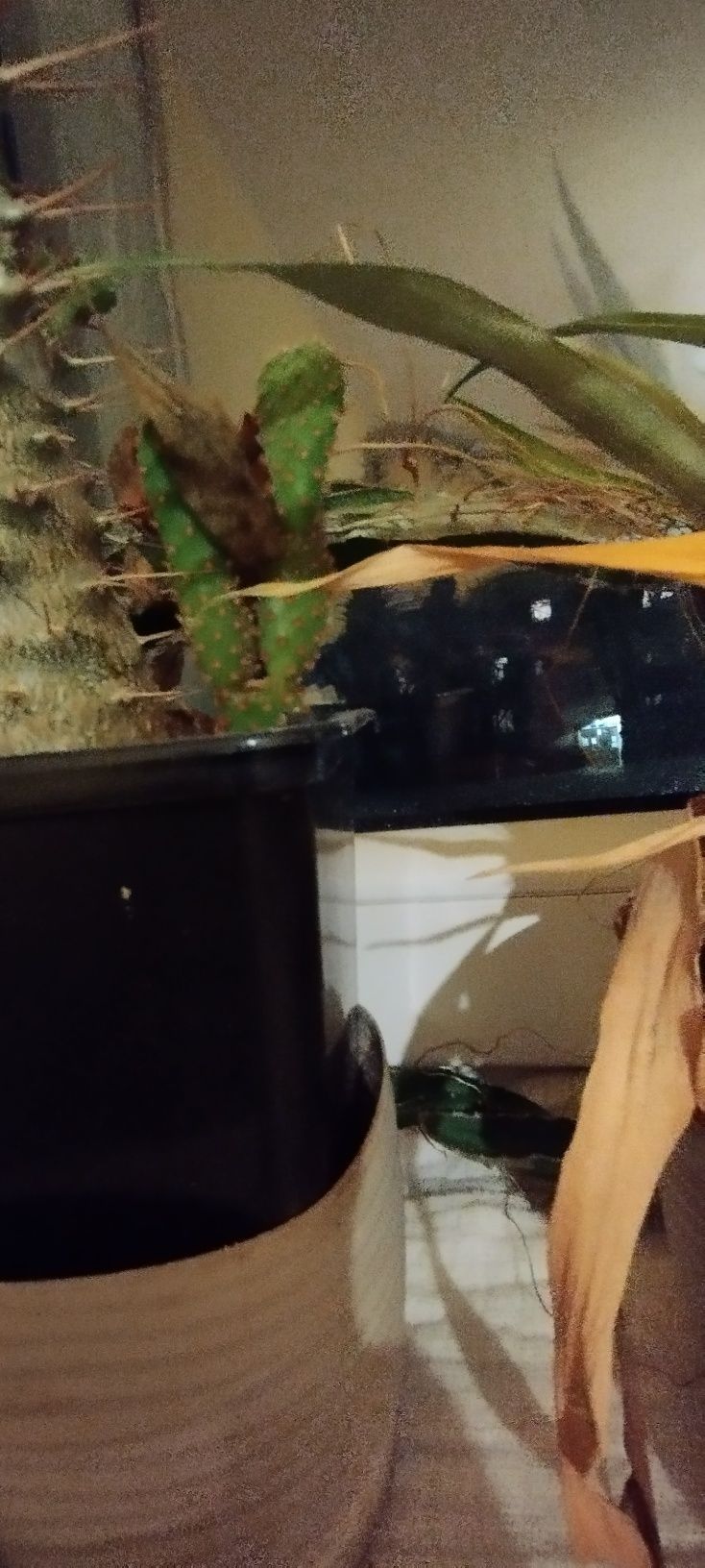Bromelia i piękny kaktus
