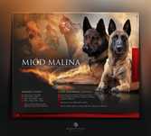 Owczarek Belgijski Malinois FCI