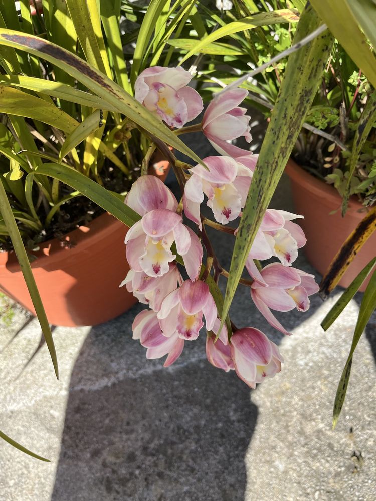 Vendo vasos de orquideas