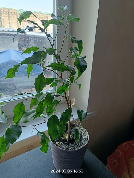 Продам Фікуси разом з горщиком