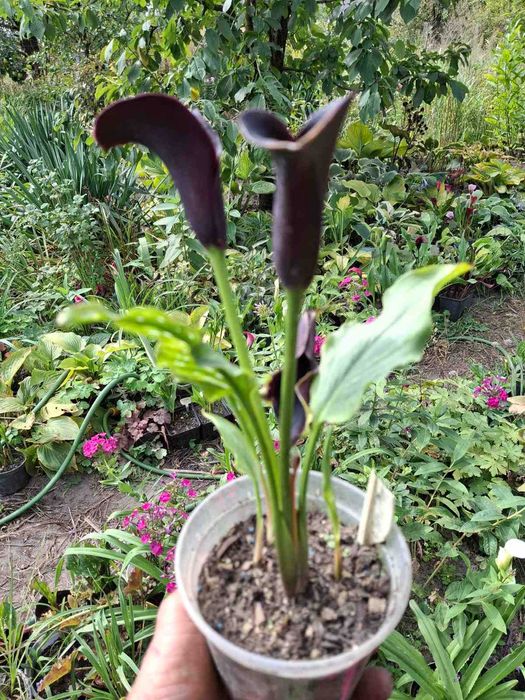 Кали, Каллы (Зантедескии) в горщиках. Осінній розпродаж!