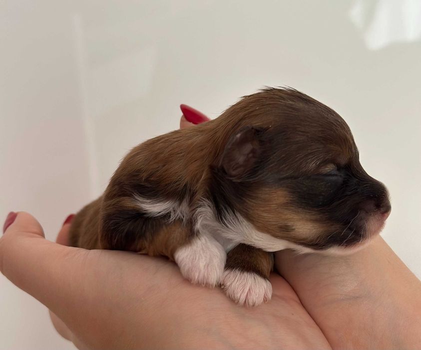 [REZERWACJA] Cudny Hawańczyk CZAKI :)