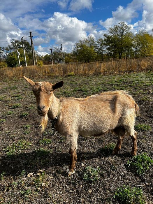Доросла дойна коза