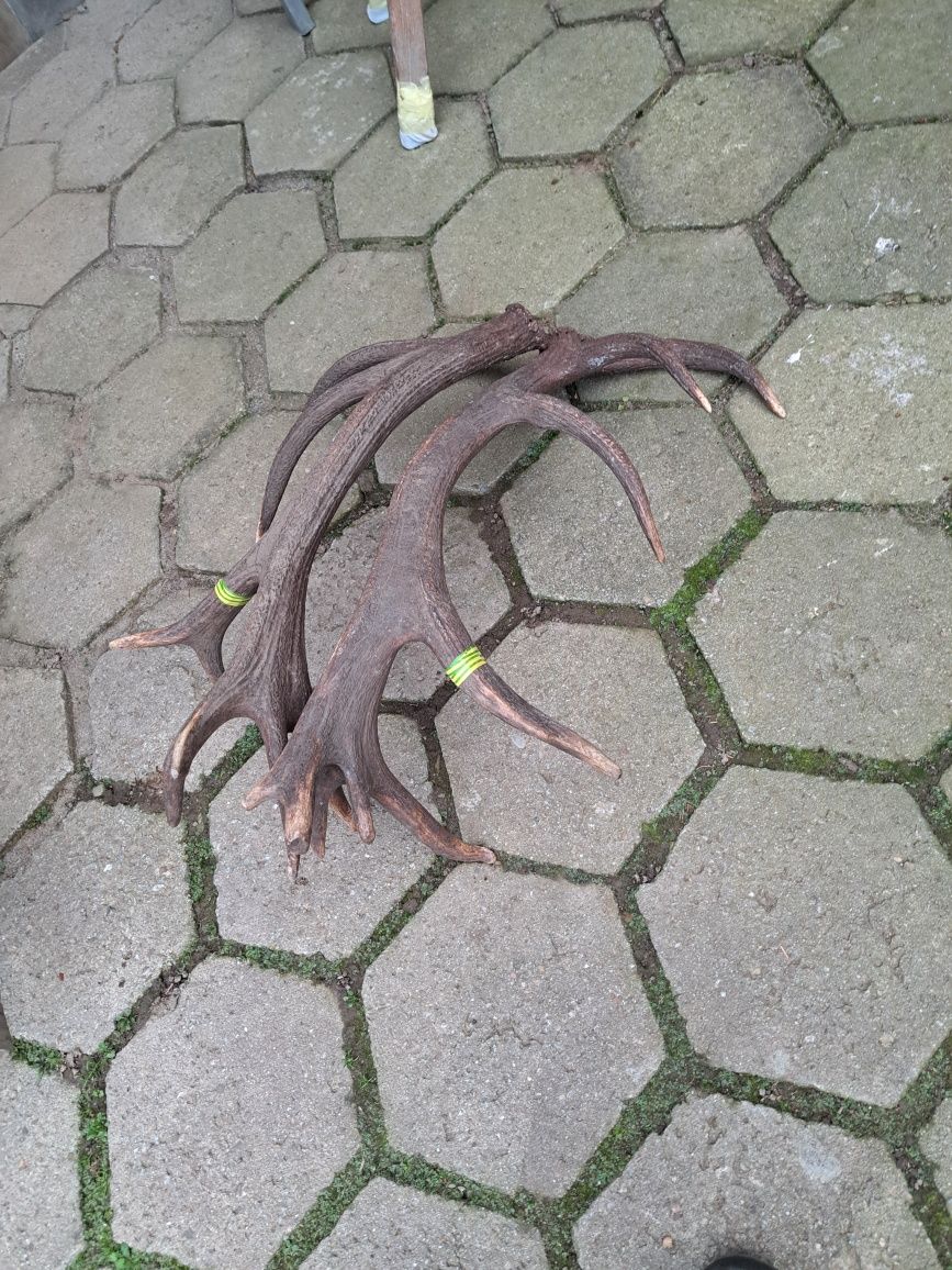 9,2 kg poroze rogi zrzuty