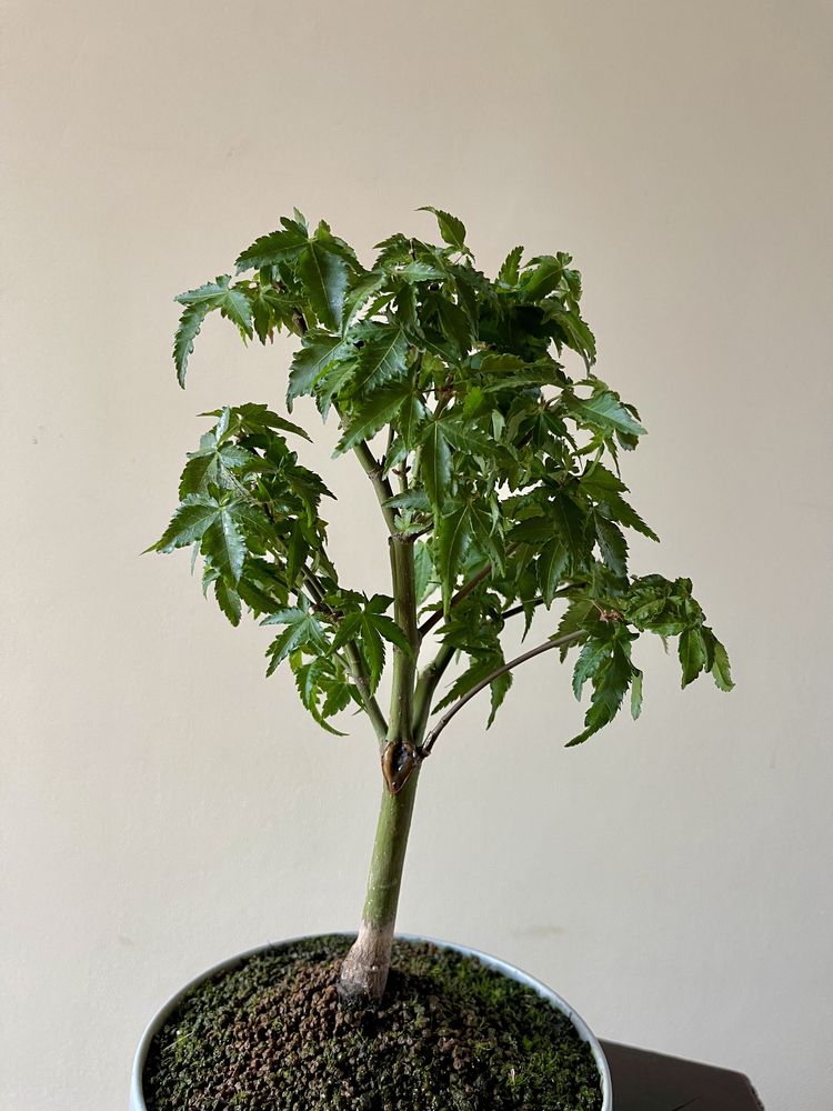 Bonsai Acer Palmatum