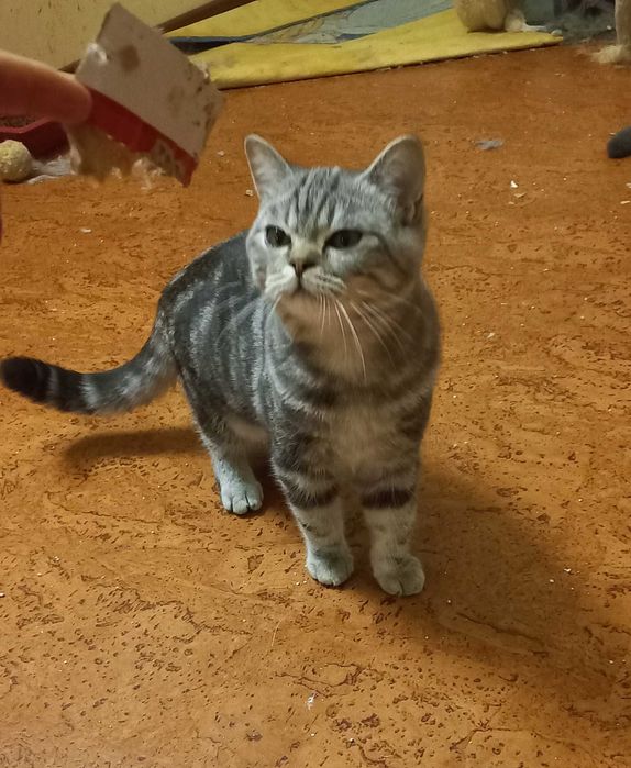 Gato British Shorthair
