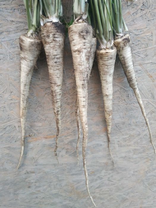 Pietruszka korzeniowa 10 kg Wysyłka