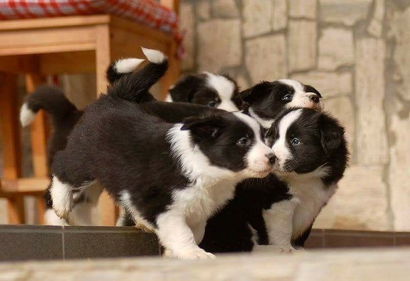 Suczka, Sunia Border Collie - Czarno Biała - Badania Genetyczne