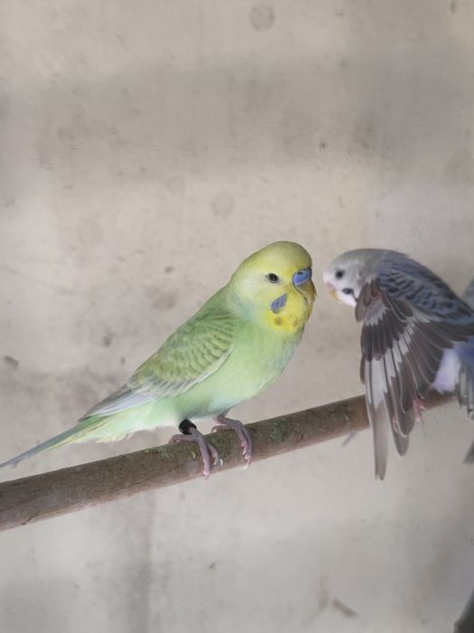 Varios periquitos para venda