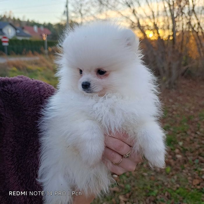 Szpic miniaturowy.Tylko dla Ciebie . Wyjątkowy pomeranian.