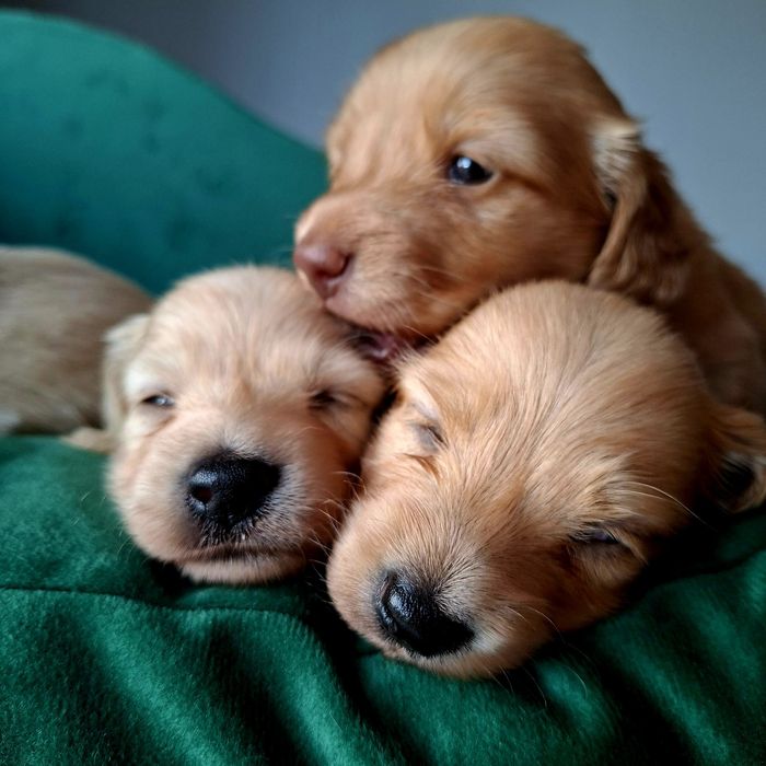 Jamnik długowłosy miniaturowy kremowy / złoty