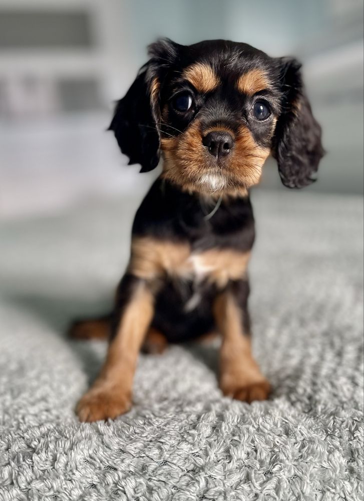 Cavalier king charles spaniel
