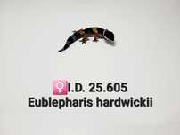 Eublepharis hardwickii (gekon)