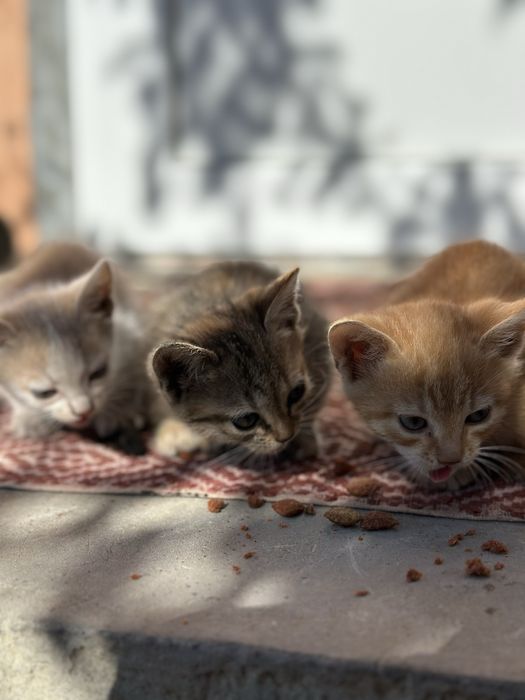 Дві дівчатка-кішечки шукають дім