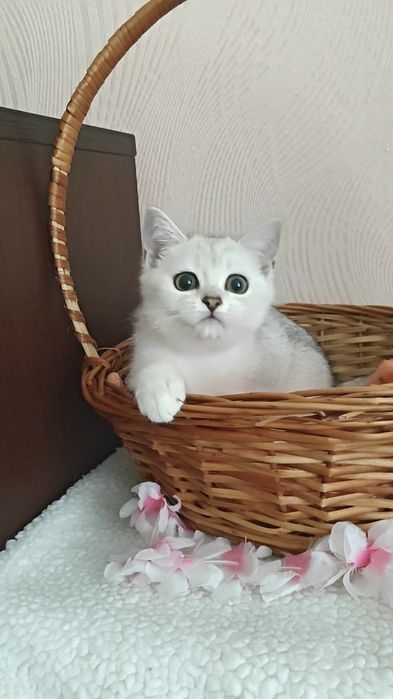 Серебристые шиншиллы девочка и мальчик