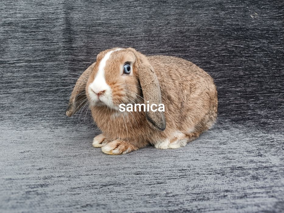 Króliki karzełki baranki miniaturki