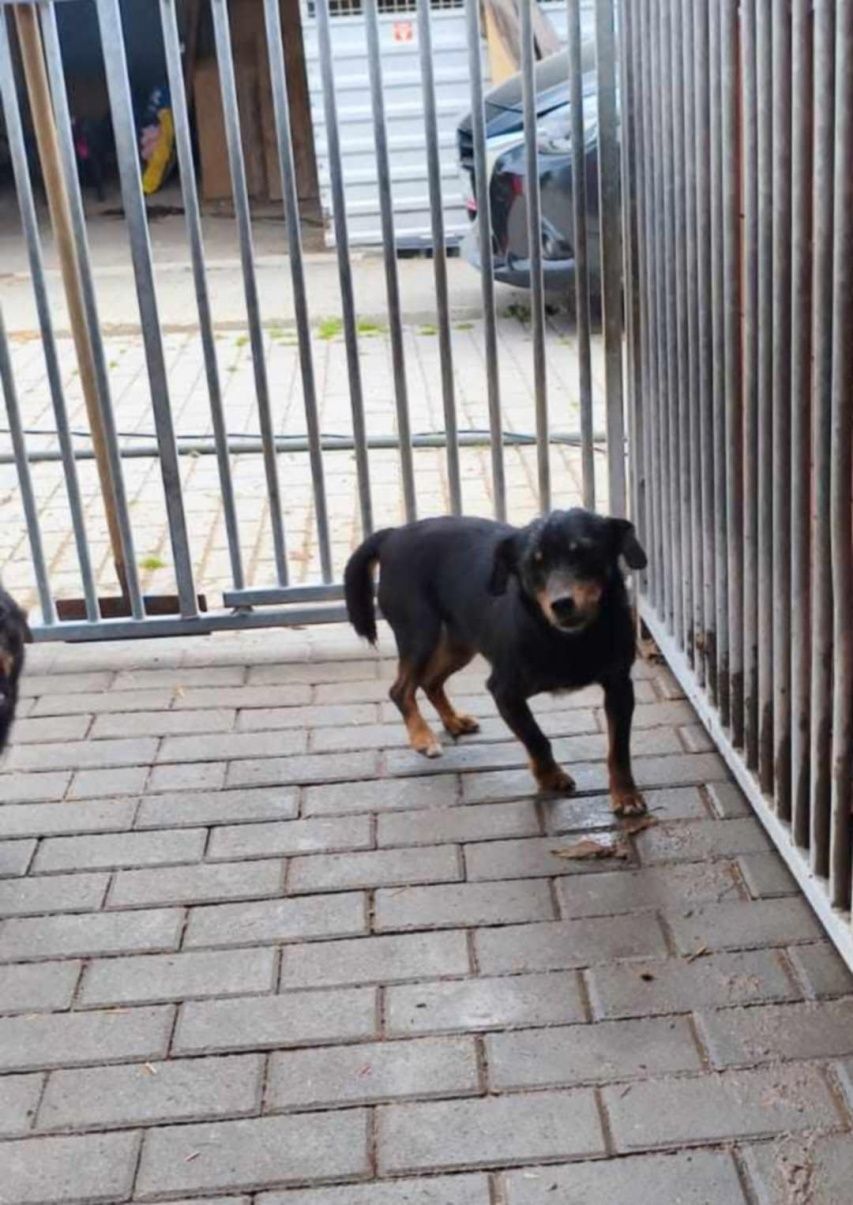Mała sunia w typie jamnika, pokrzywdzona przez los i człowieka - adopc
