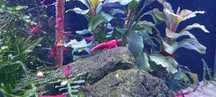 Camarões Neocaridina Red Fire