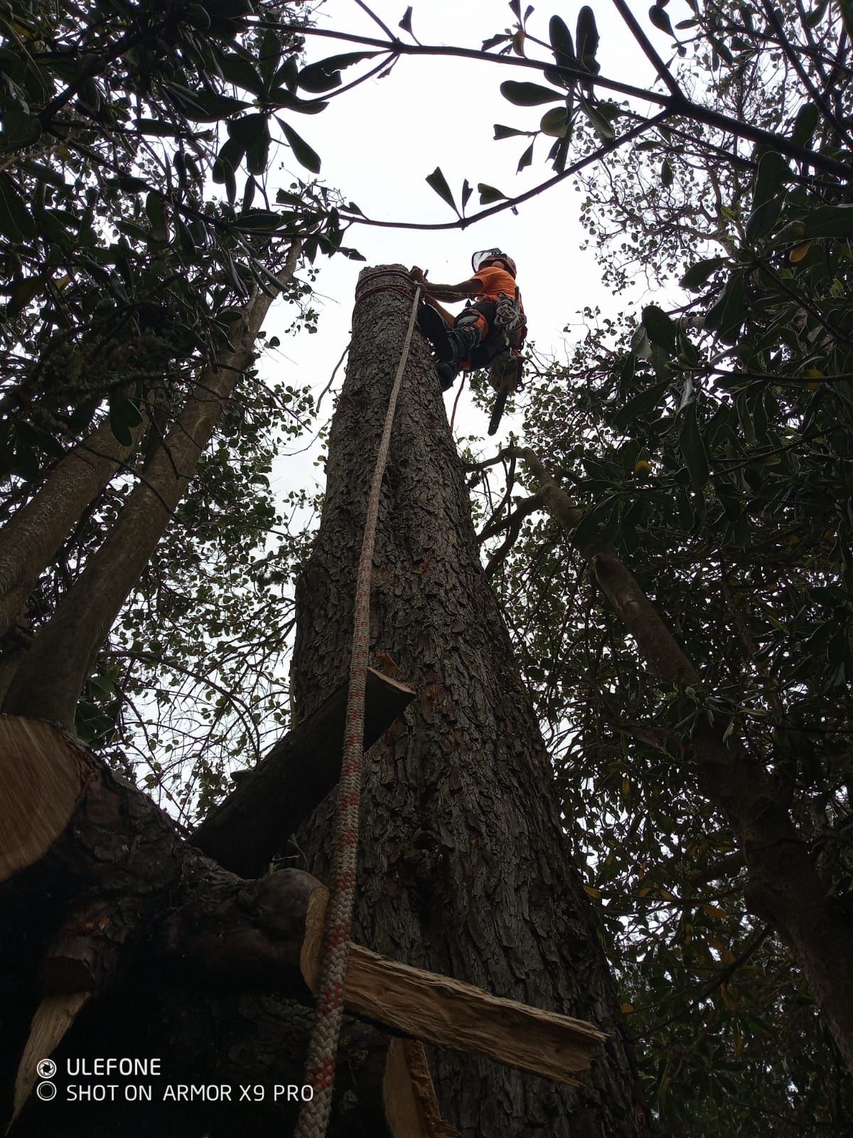 Corte e poda da árvores e limpeza de terrenos