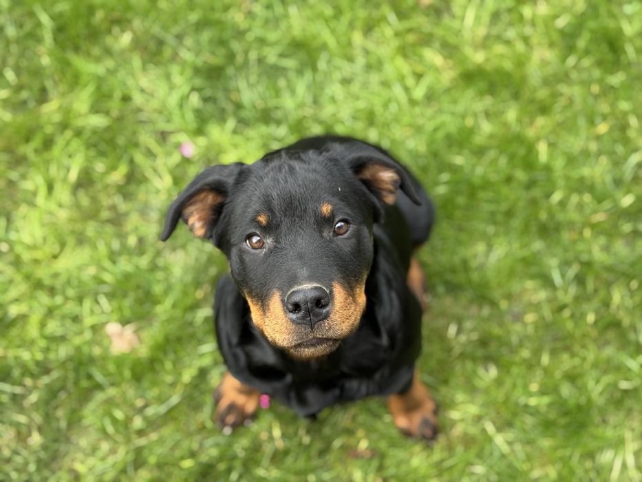 Цуценята Ротвейлера