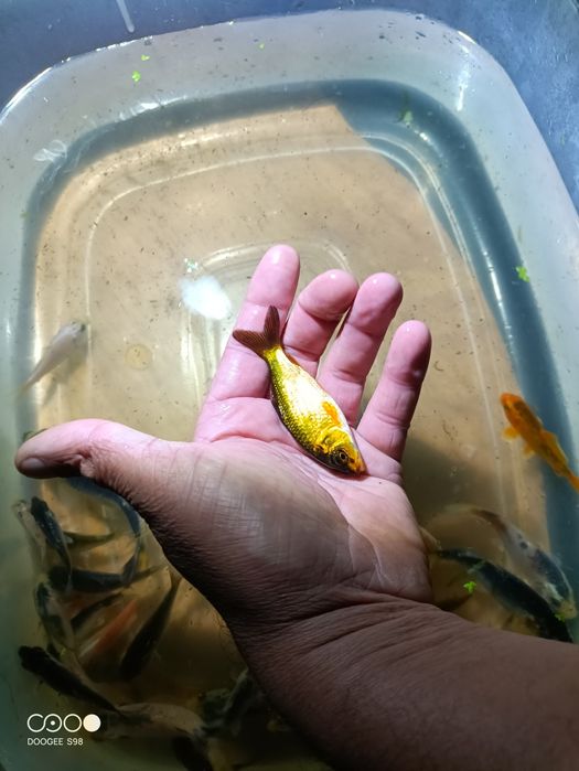 Carpas Koi variadas tamanho de 5 a 15 cm