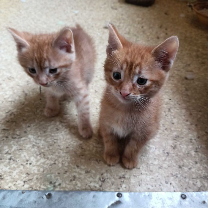 Отдам котят в хорошие руки