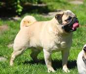 Mops- oferta krycia/reproduktor.