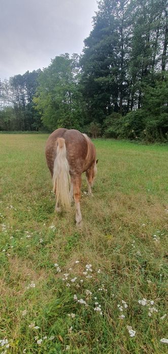 Klacz zimnokrwista + Kara