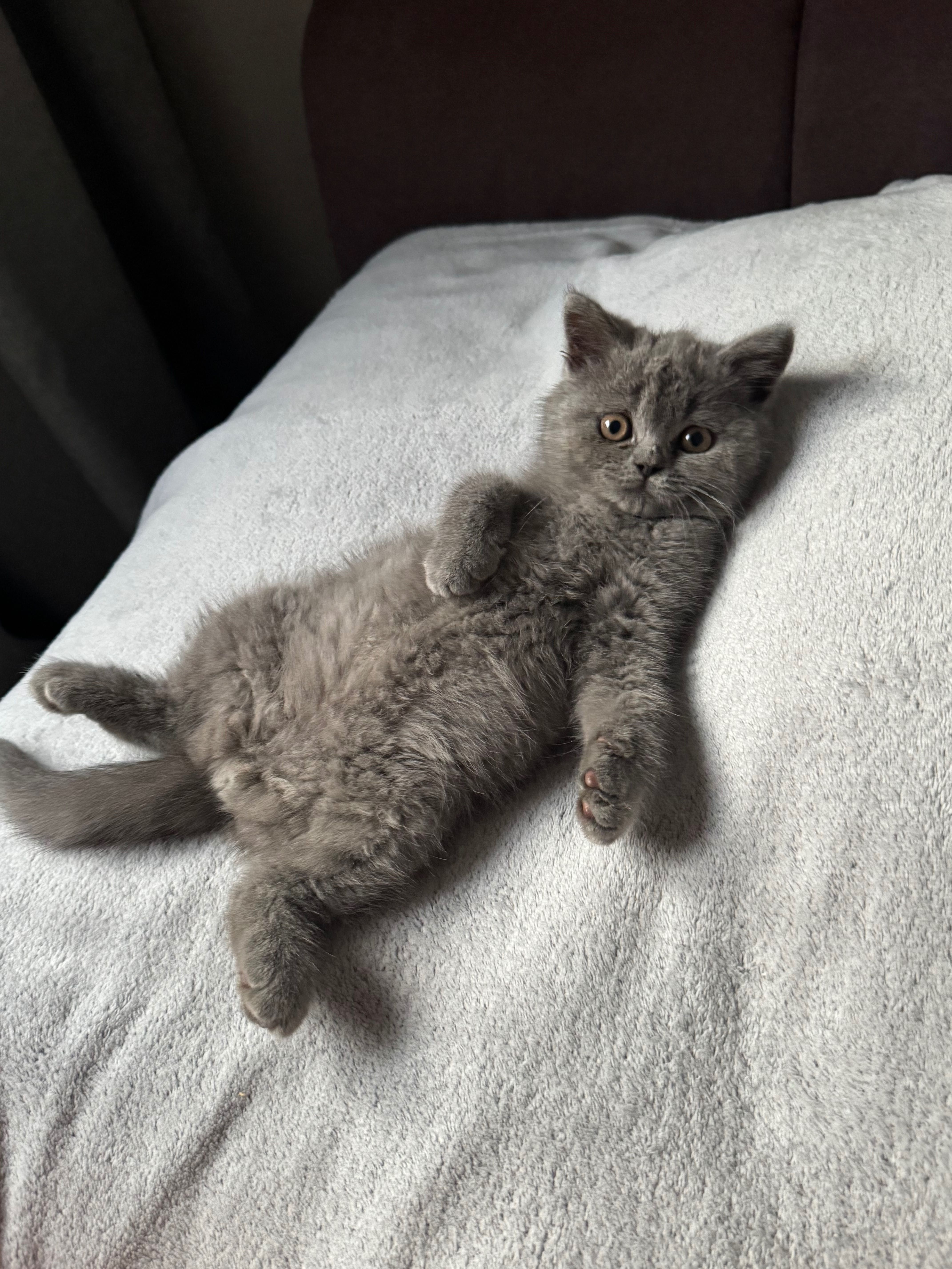 Gatinho Scottish Straight