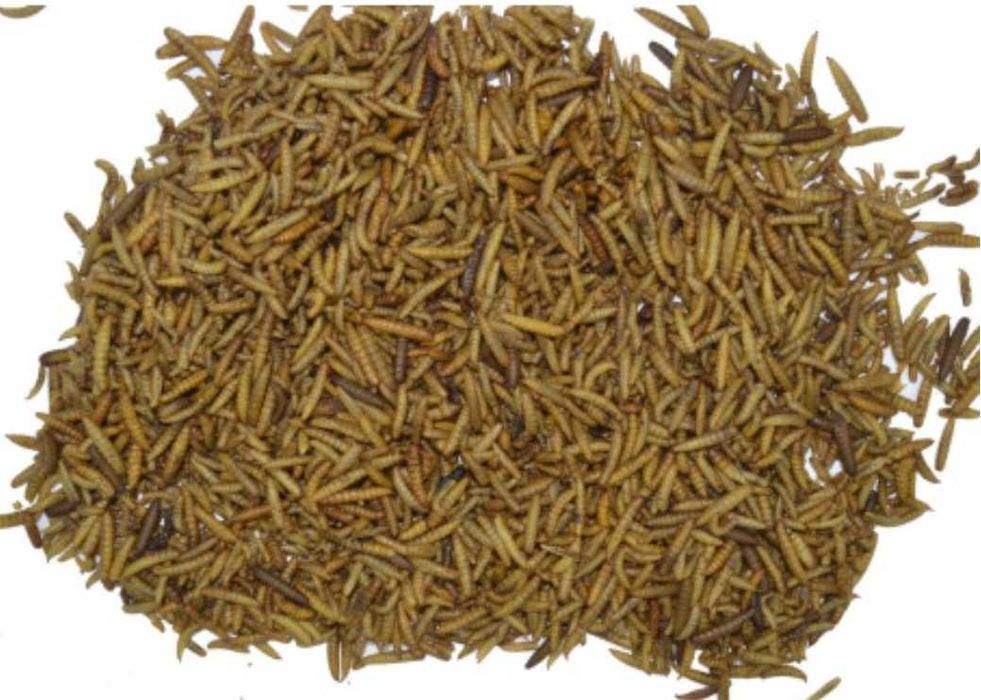 Larvas de Soldado Negro – Alimentação Natural e Sustentável