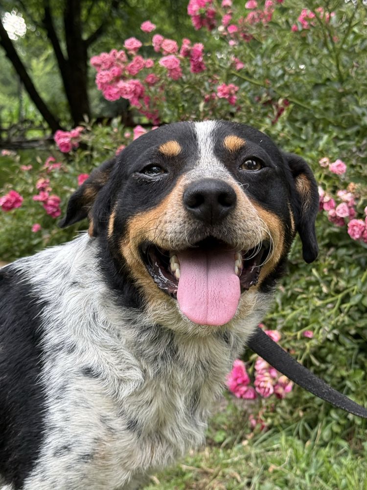 Dwa wyrzucone psiaki blagaja o dwoje adopcje!
