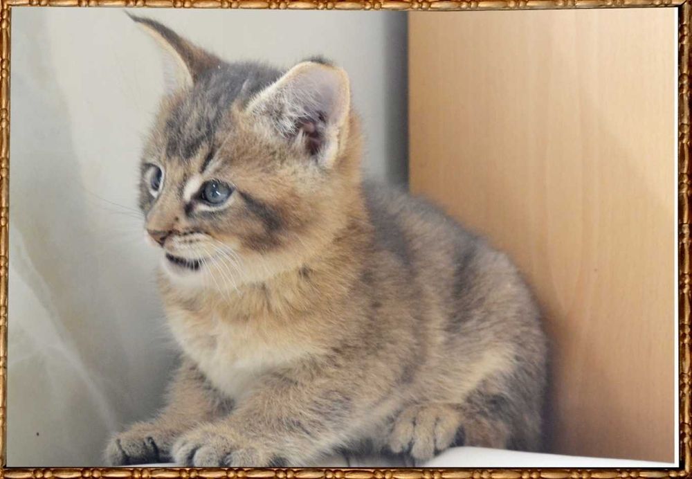 Ручная рысь! Настоящий эксклюзив! Котята чаузи! Большие и ласковые