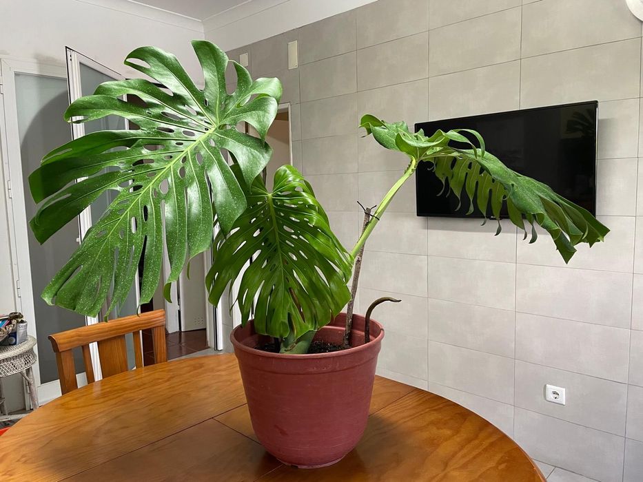 Planta  Monstera / costela de Adão