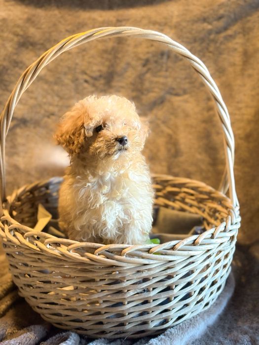 Wyjątkowy bardzo inteligentnny pudel toy BADANIA szkolenie wyprawka