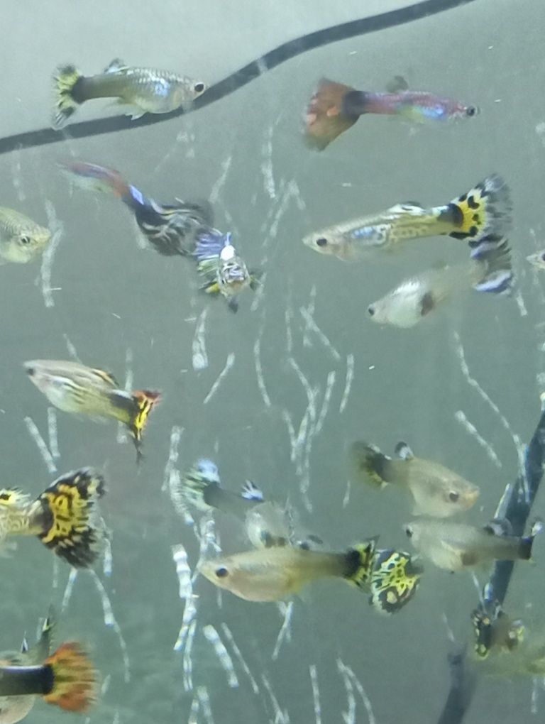 Guppys e Mollys Gold Black