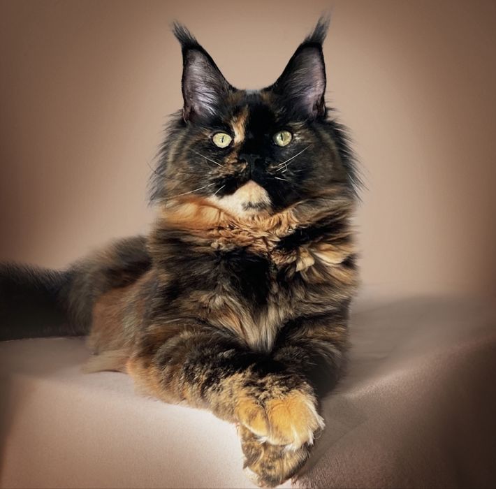 Дівчинка мейнкун