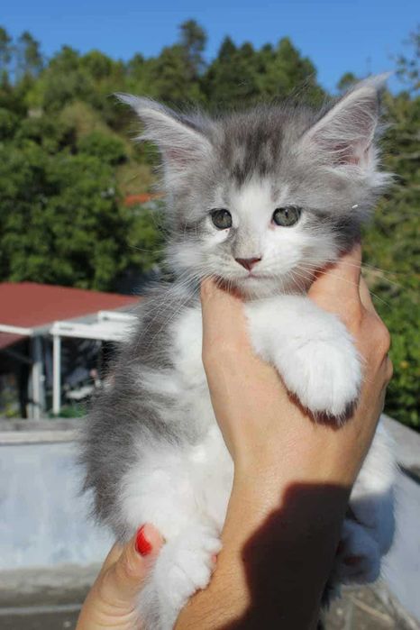 Macho Maine Coon