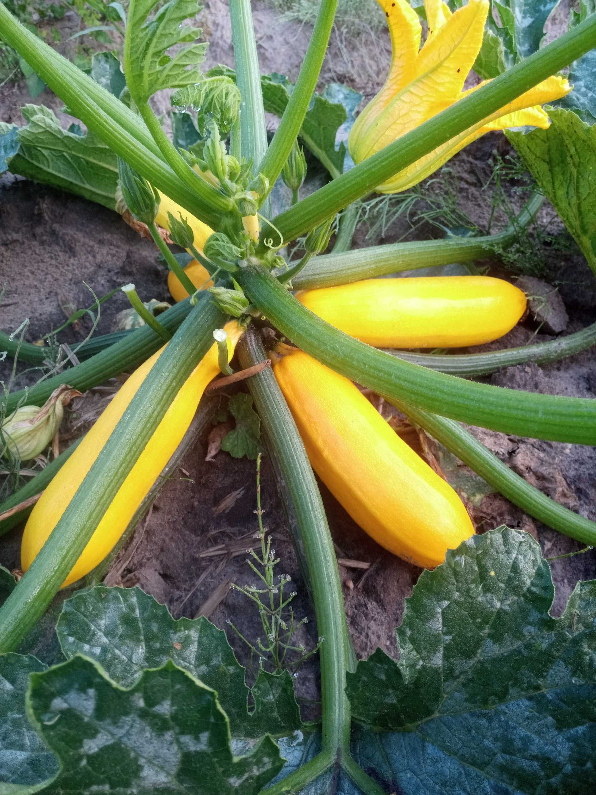 CUKINIA prosto z pola ŻÓŁTA 1 KG