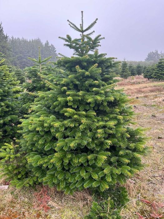 JODLA KAUKASKA !!! Jodła  !!! 200 - 280 CM! Choinki ! Piękne!