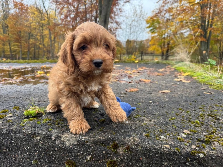cavapoo szczeniak suczka