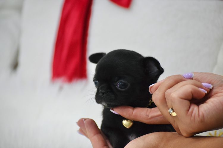 Chihuahua Cudna Malutka XXS Suczka na Święta