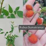 Plantas de Rubus Sumatranus