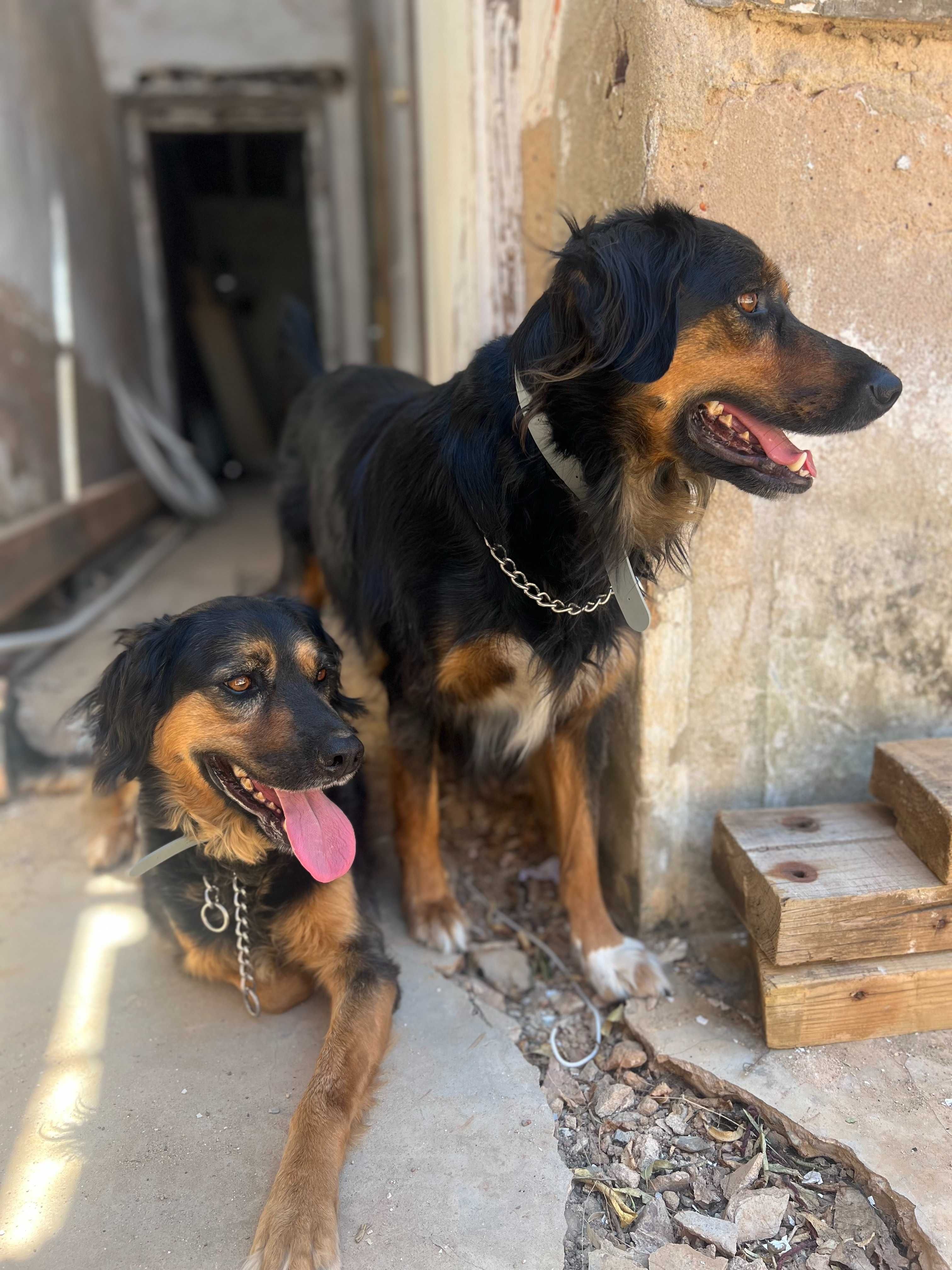 caes para adopção