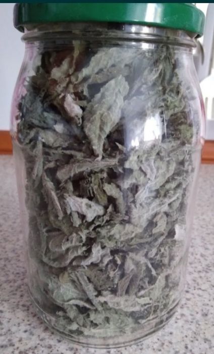 Rojnik bylina  wieloletna 4 sztuki