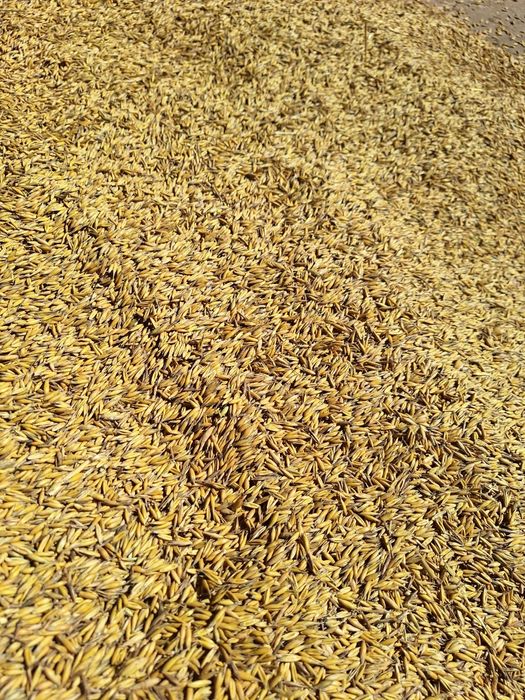 Sprzedam zboże owies, jęczmień, pszenice i żyto