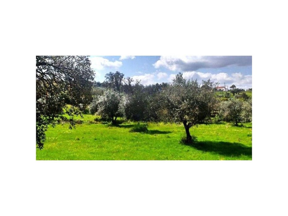 Terreno para Venda em Montargil