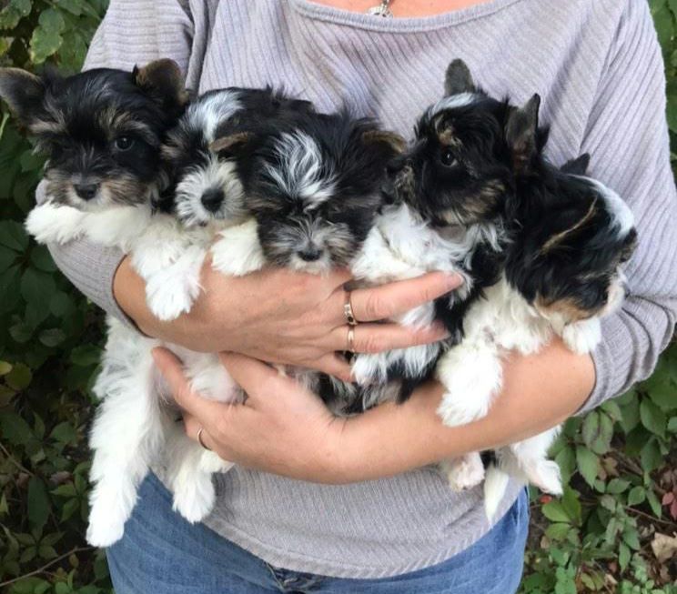 Дівчатка Бівер Йорк