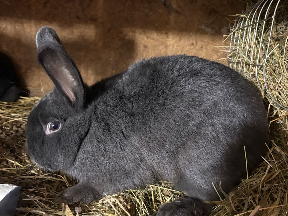 Samiec wiedyński niebieski