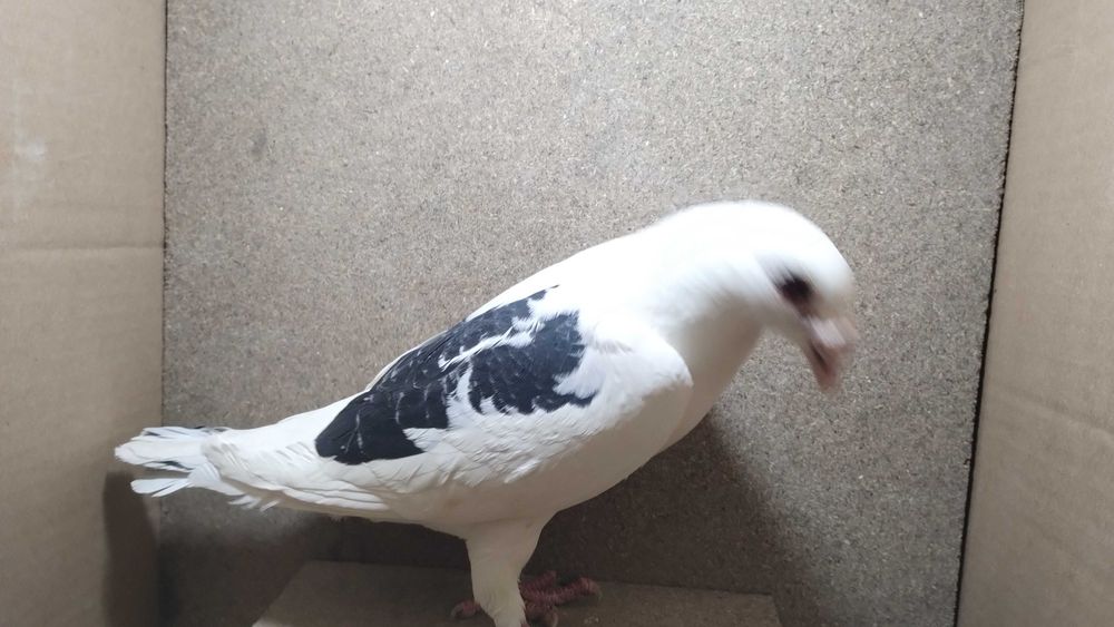 Gołębie staropolskie