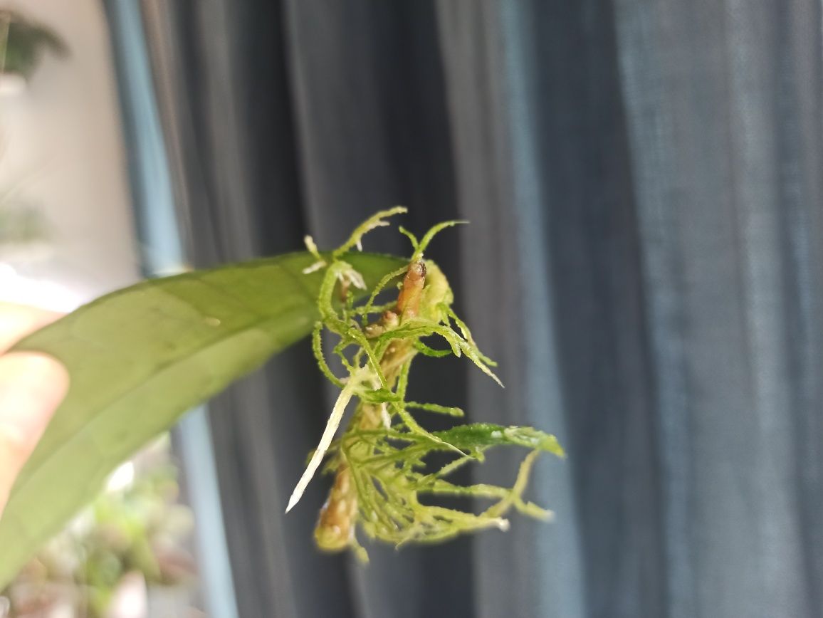 Hoya Callistophylla